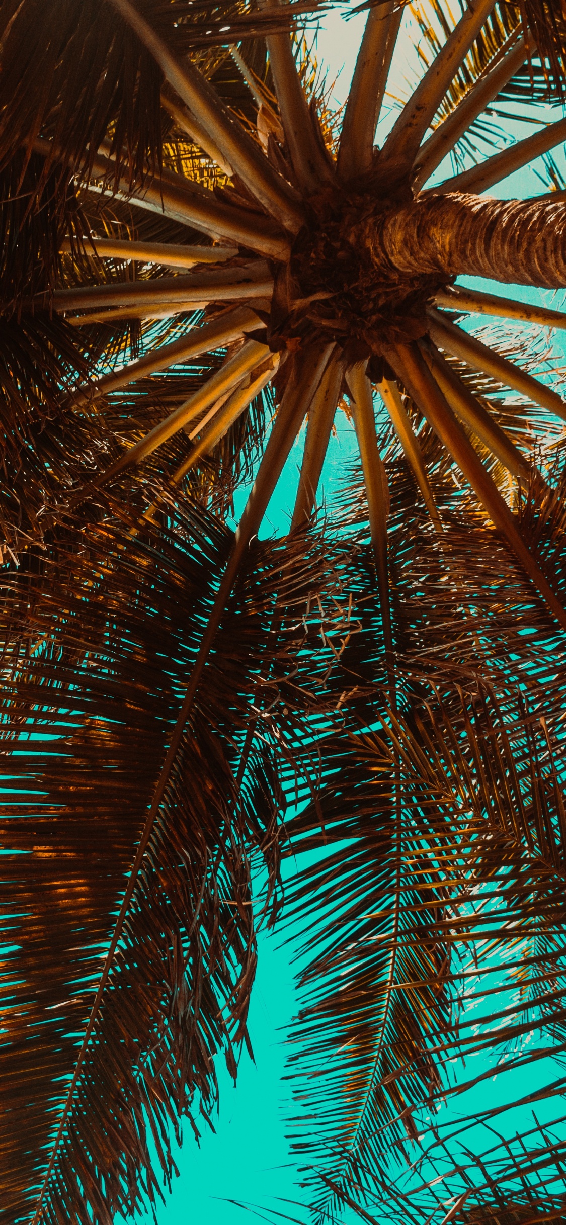 Palmier Vert Sous Ciel Bleu Pendant la Journée. Wallpaper in 1125x2436 Resolution