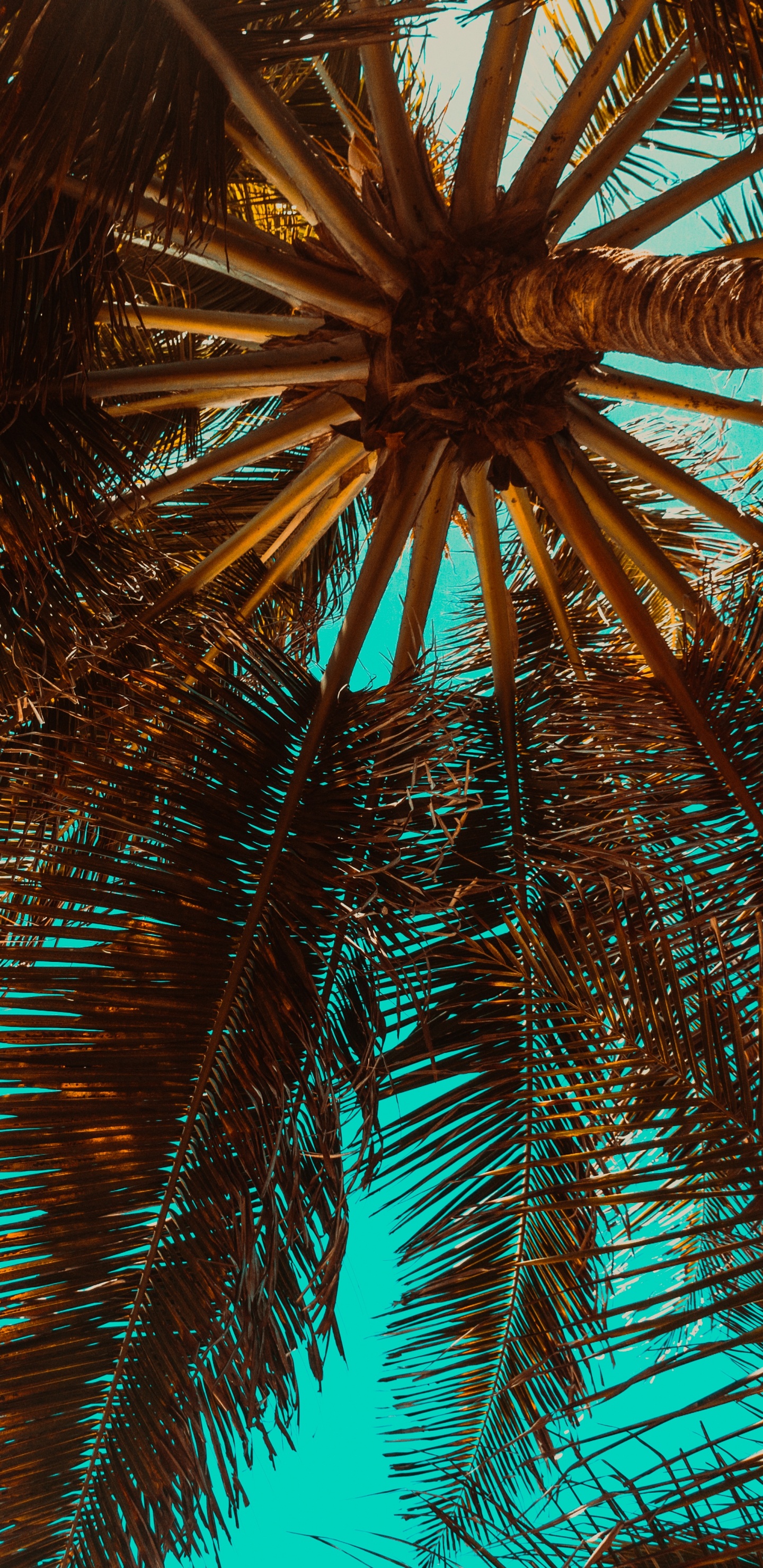 Palmier Vert Sous Ciel Bleu Pendant la Journée. Wallpaper in 1440x2960 Resolution