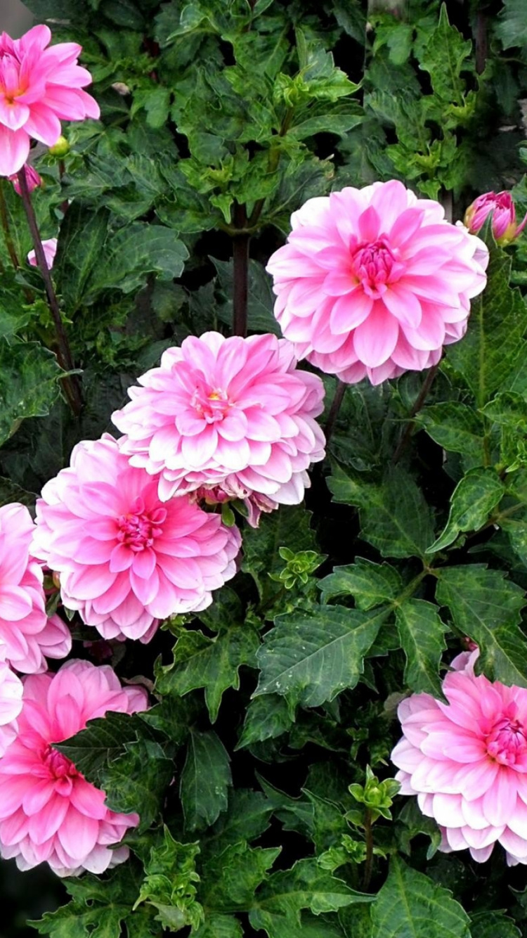 Pink Flowers With Green Leaves. Wallpaper in 750x1334 Resolution