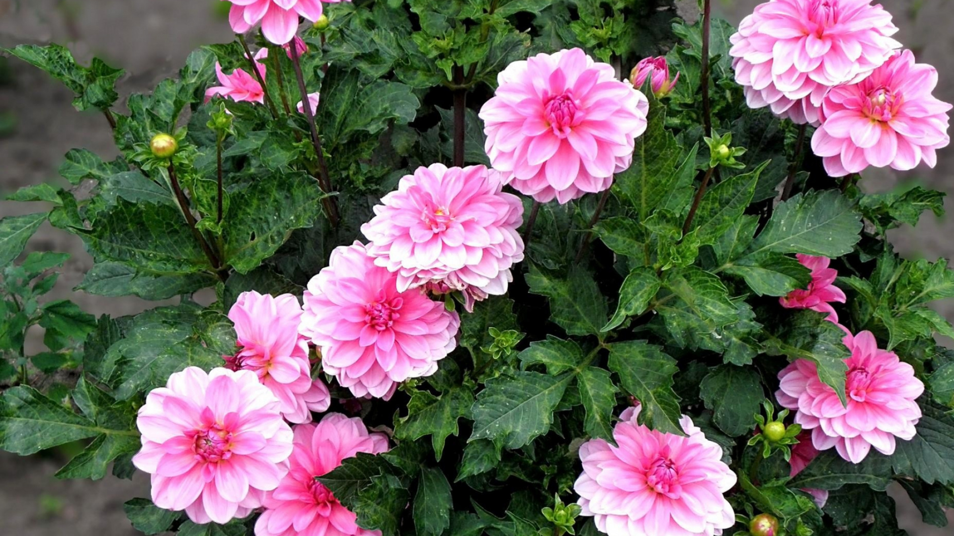 显花植物, Subshrub, 地被, 年度工厂, Transvaal菊花 壁纸 1920x1080 允许