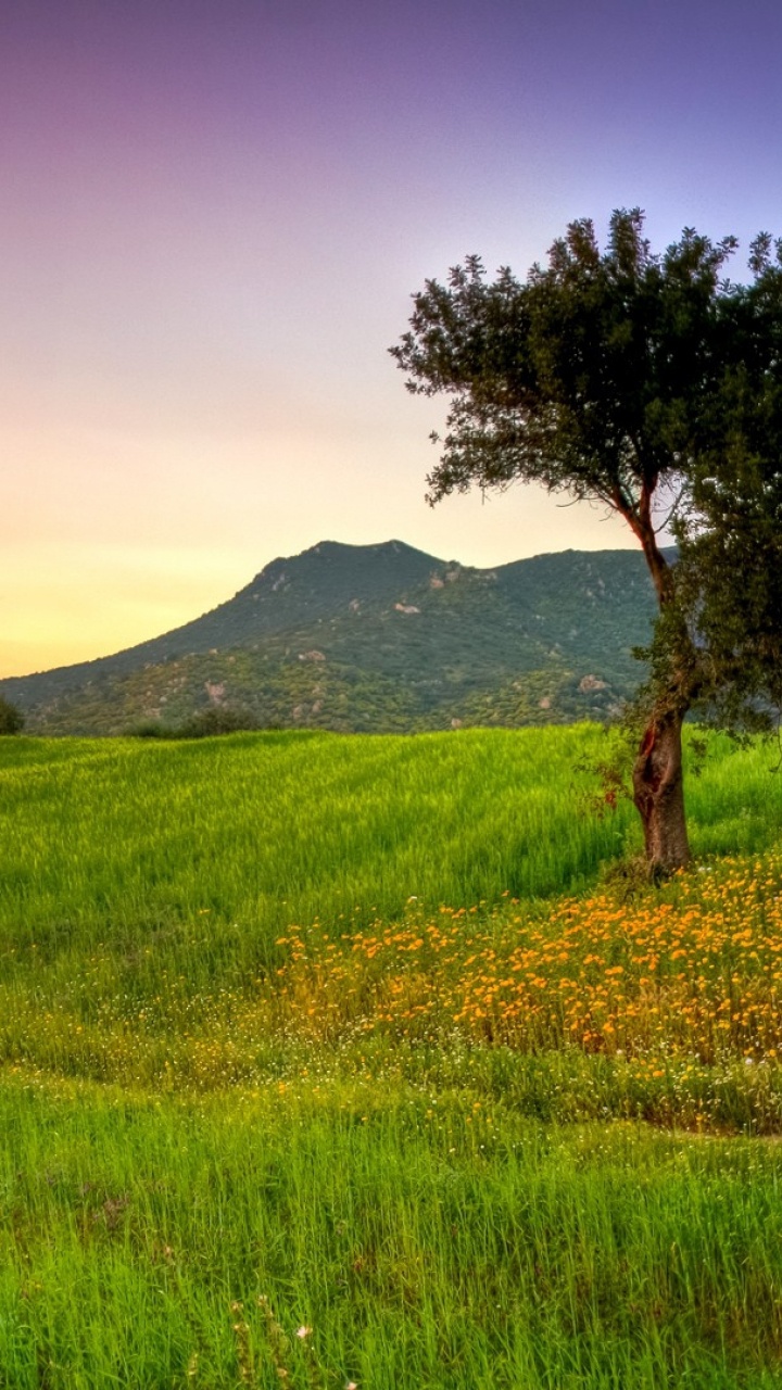 Campo de Hierba Verde y Montaña Durante la Puesta de Sol. Wallpaper in 720x1280 Resolution