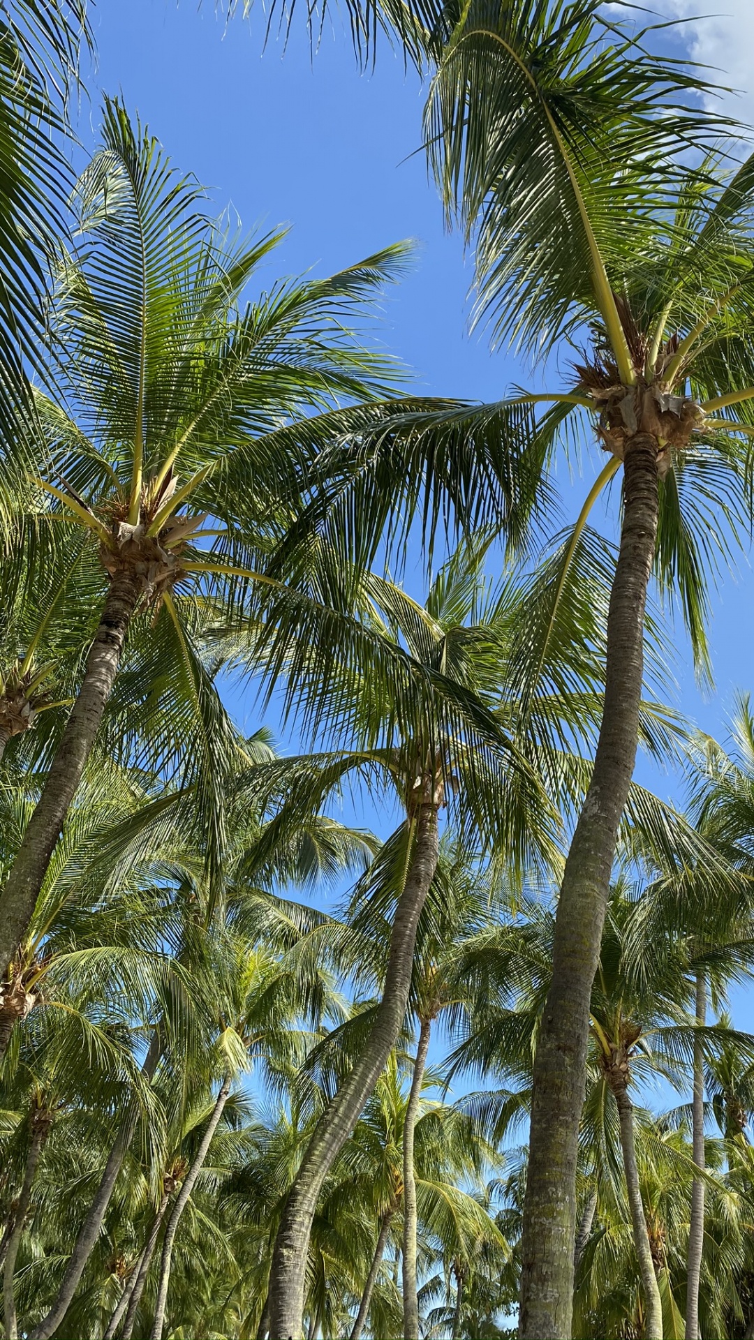 Vegetation, Plants, Babassu, Date Palm, Body of Water. Wallpaper in 1080x1920 Resolution
