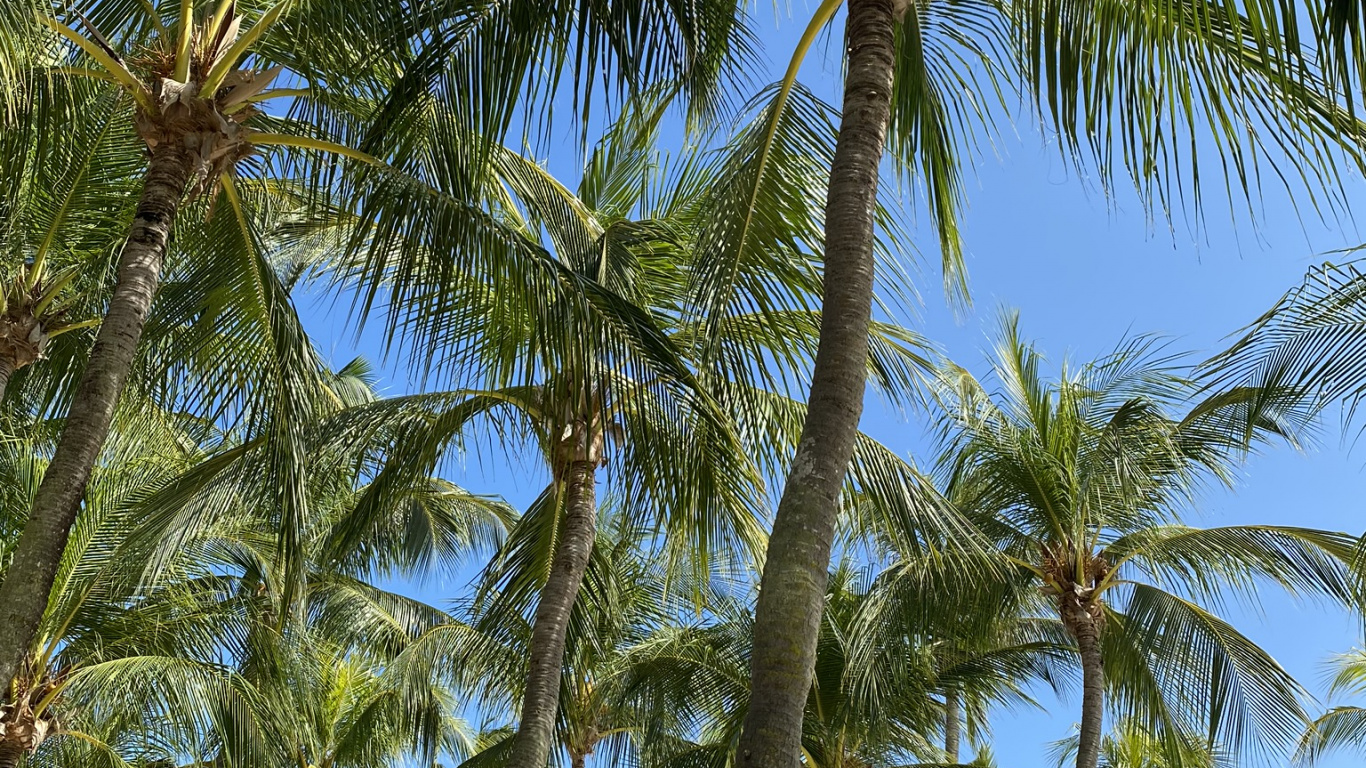 Vegetation, Plants, Babassu, Date Palm, Body of Water. Wallpaper in 1366x768 Resolution