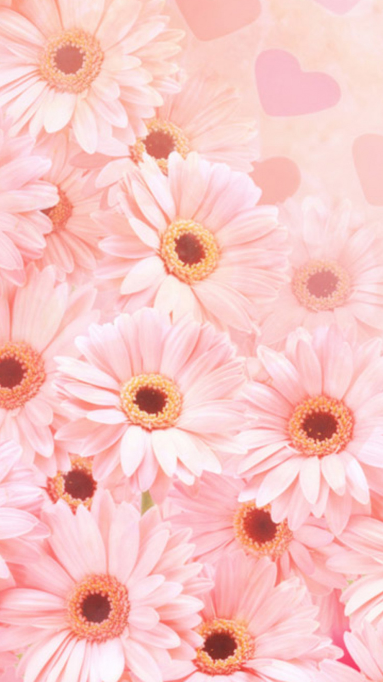 粉红色, 非洲菊, 花卉设计, 显花植物, 开花 壁纸 750x1334 允许
