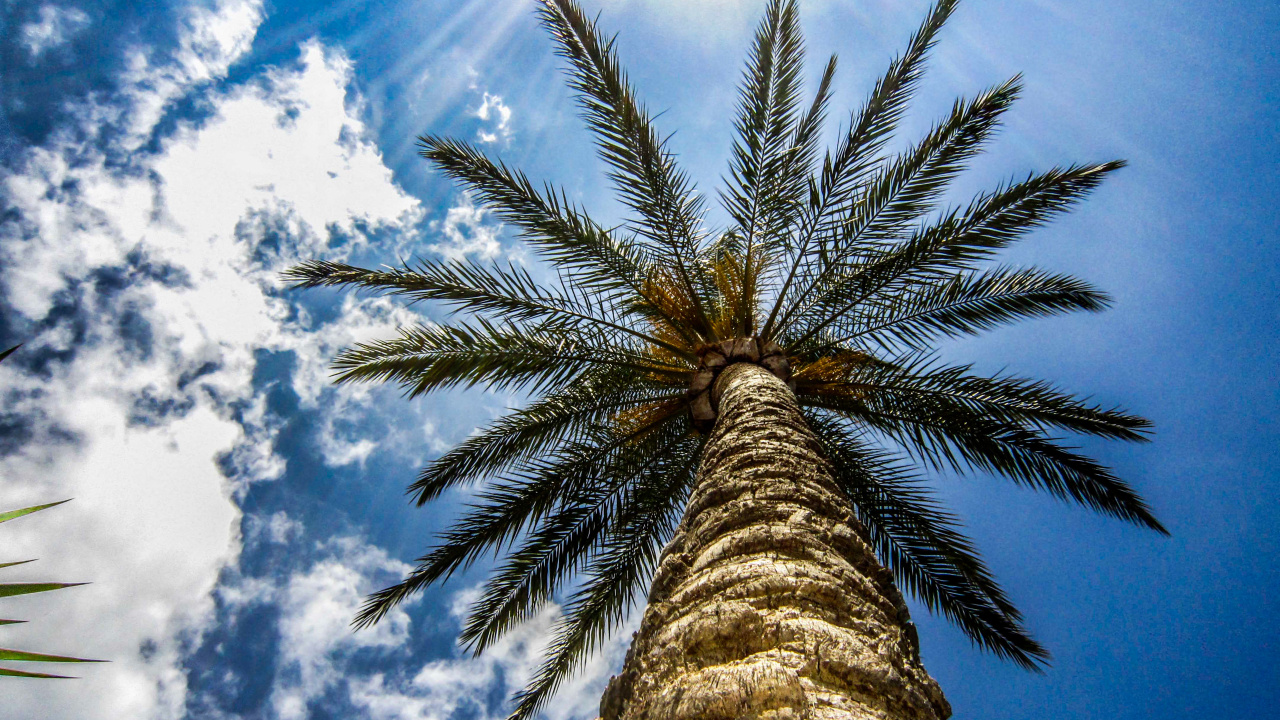 Fotografía de Ángulo Bajo de Palmera Bajo un Cielo Azul Durante el Día. Wallpaper in 1280x720 Resolution