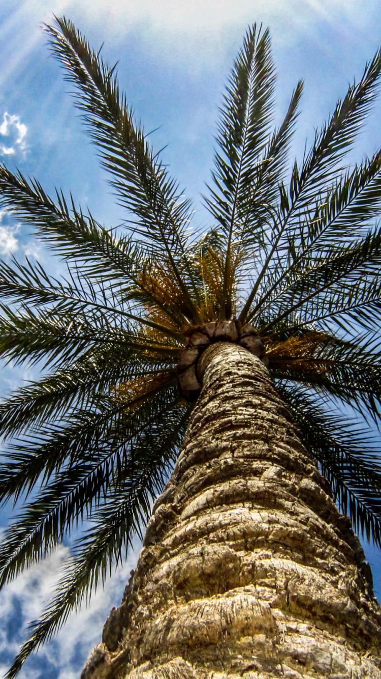 Low Angle Fotografie Von Palmen Unter Blauem Himmel Tagsüber. Wallpaper in 750x1334 Resolution