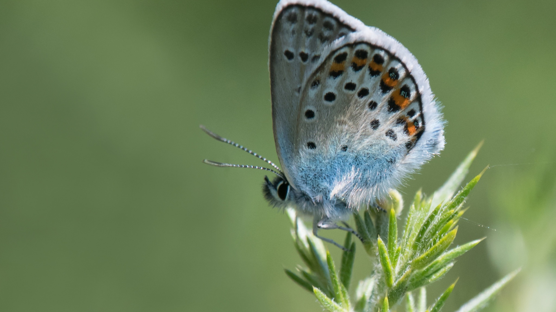 Blue and White Butterfly Perched on Green Plant. Wallpaper in 1920x1080 Resolution