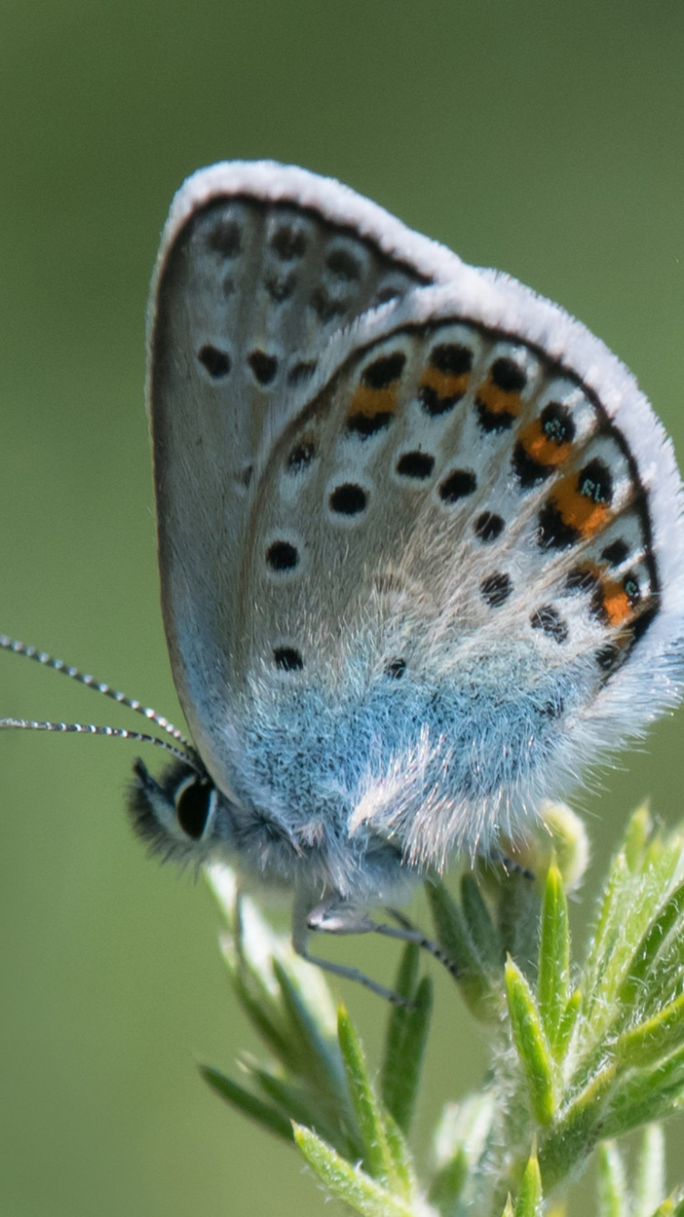 Blue and White Butterfly Perched on Green Plant. Wallpaper in 750x1334 Resolution