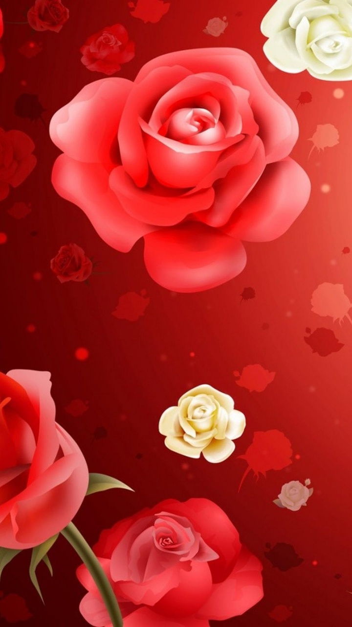 Roses Blanches et Roses Sur Surface Rouge. Wallpaper in 720x1280 Resolution