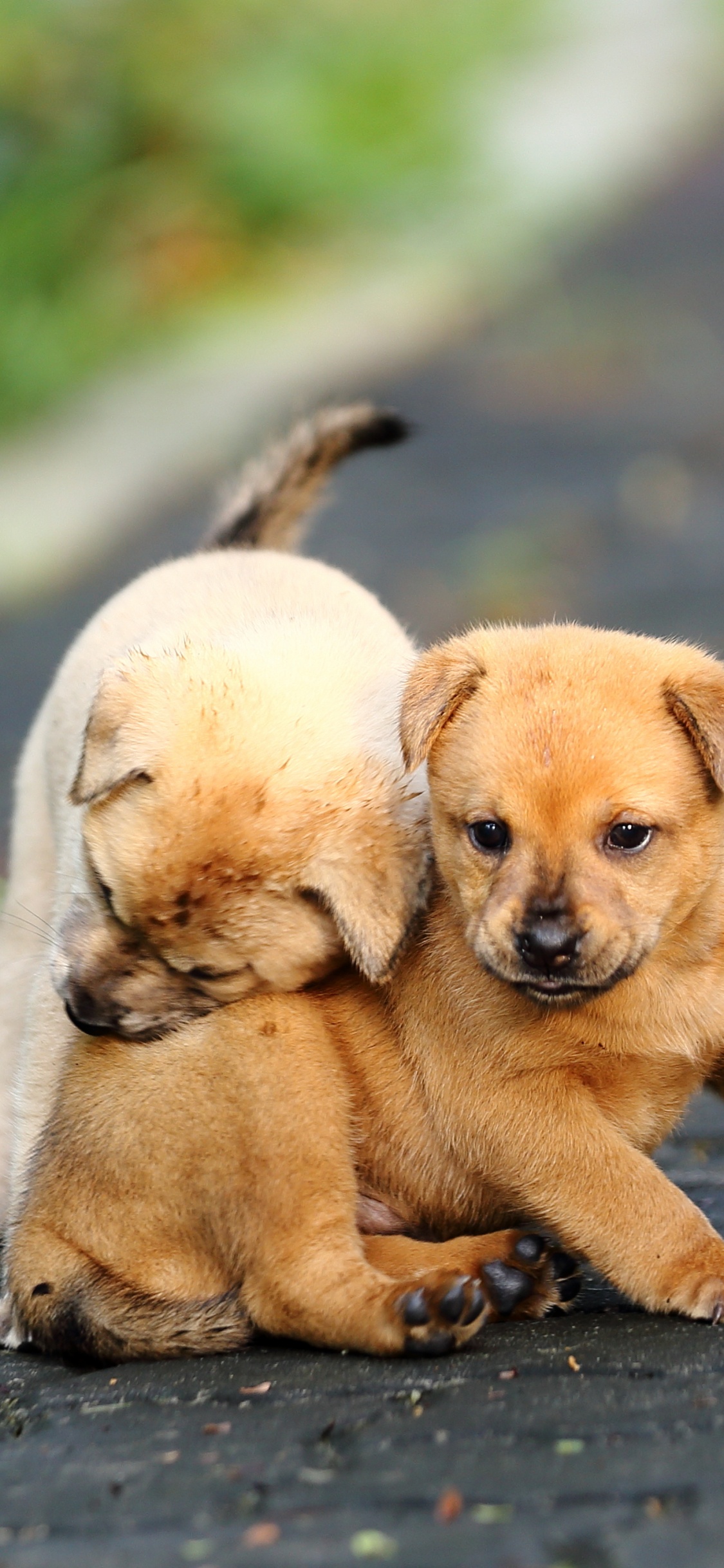 Brown Short Coated Puppy on Gray Concrete Floor. Wallpaper in 1125x2436 Resolution
