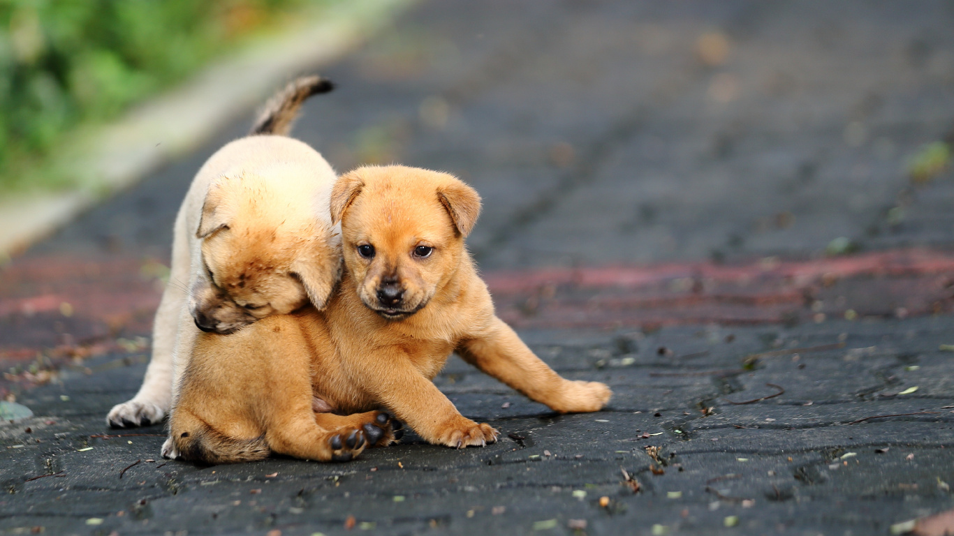 Brown Short Coated Puppy on Gray Concrete Floor. Wallpaper in 1366x768 Resolution