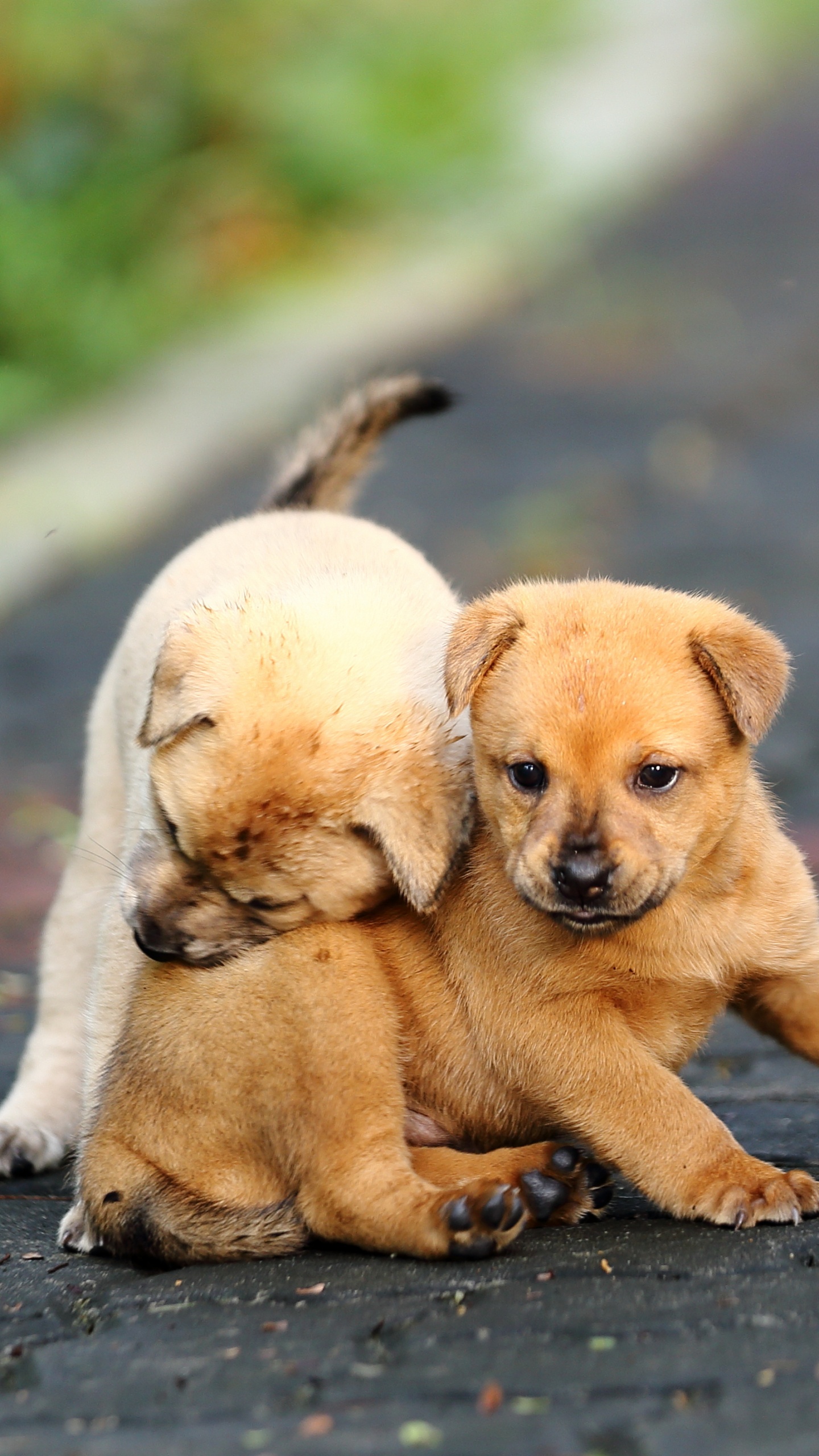 Brown Short Coated Puppy on Gray Concrete Floor. Wallpaper in 1440x2560 Resolution