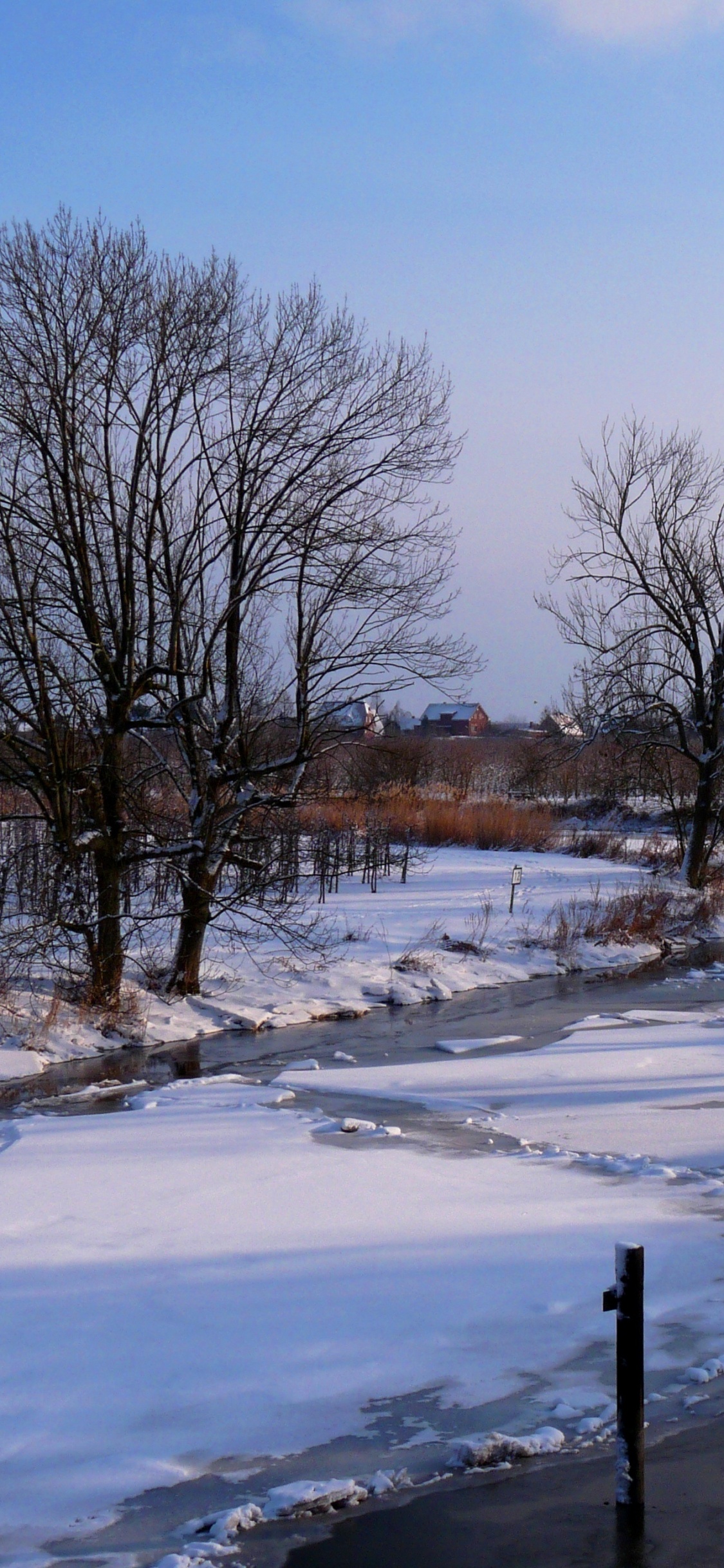 Árboles Desnudos en el Suelo Cubierto de Nieve Bajo un Cielo Azul Durante el Día. Wallpaper in 1125x2436 Resolution