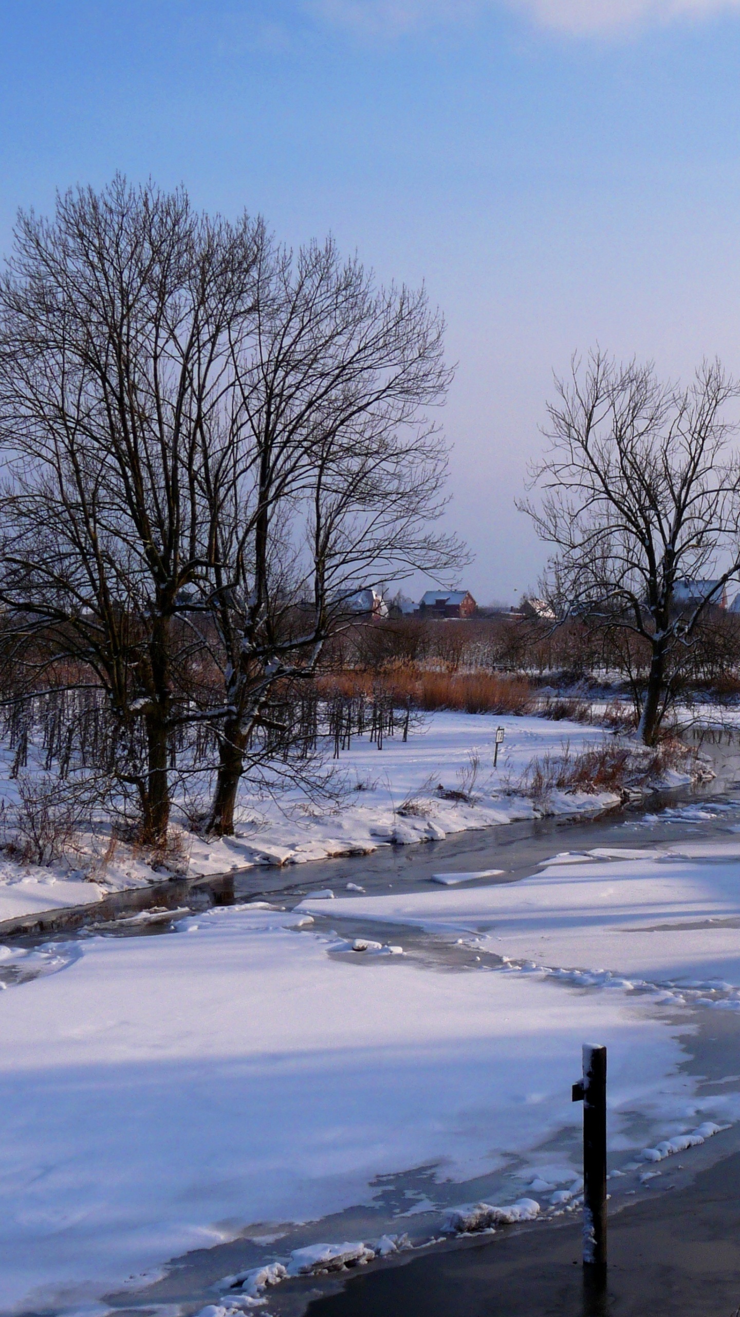 Bare Trees on Snow Covered Ground Under Blue Sky During Daytime. Wallpaper in 1440x2560 Resolution