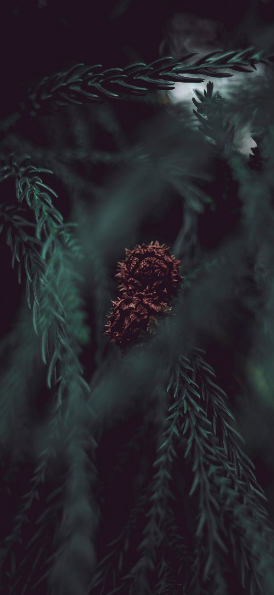 Noir, Obscurité, Green, Eau, Atmosphère. Wallpaper in 1125x2436 Resolution