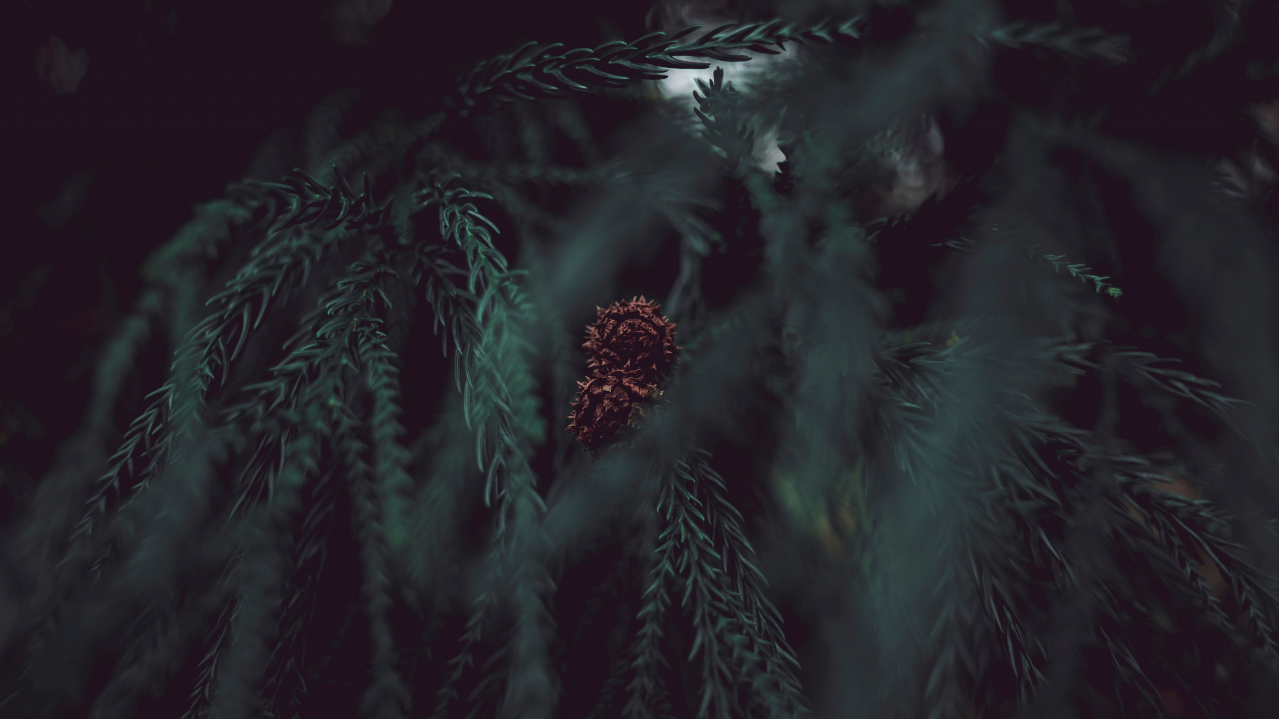 Noir, Obscurité, Green, Eau, Atmosphère. Wallpaper in 2560x1440 Resolution