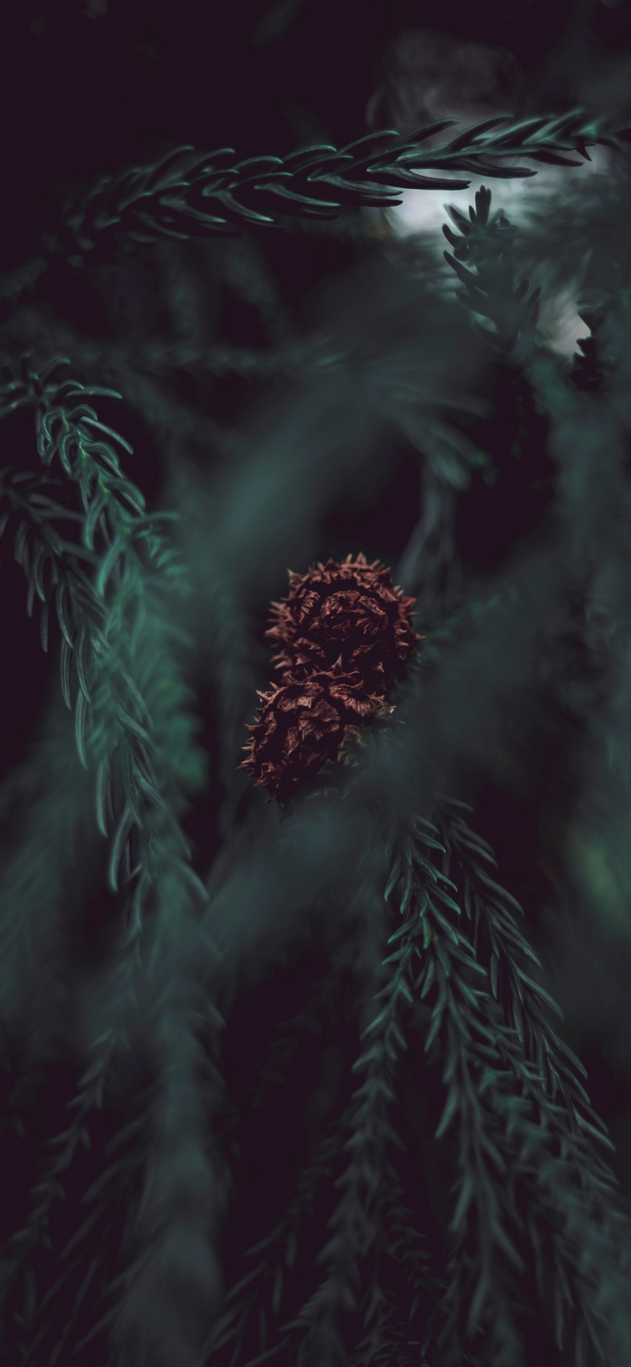 黑色的, 绿色的, 气氛, 性质 壁纸 1242x2688 允许