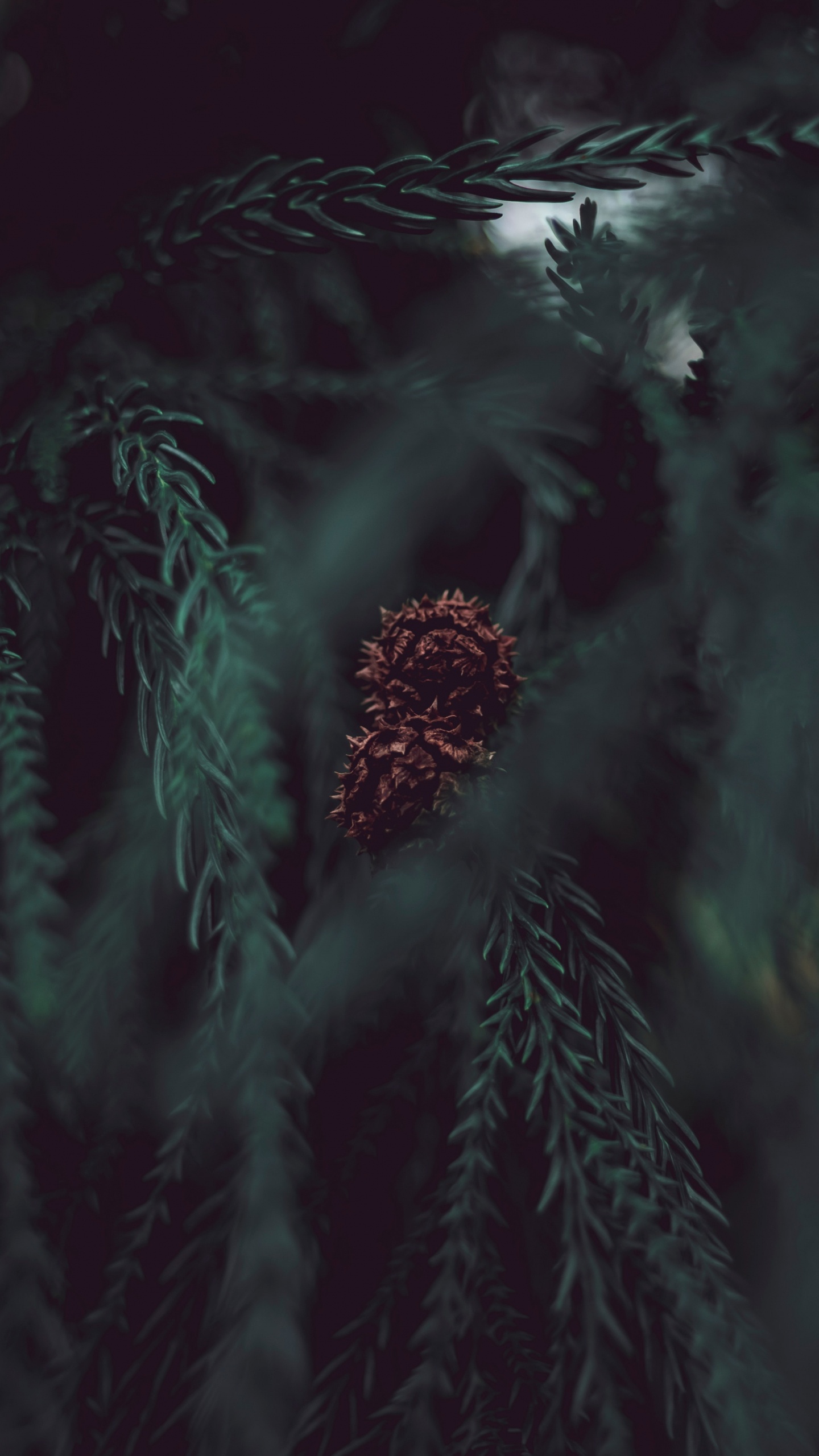 Negro, Verde, Agua, Ambiente, Sucursal. Wallpaper in 1440x2560 Resolution