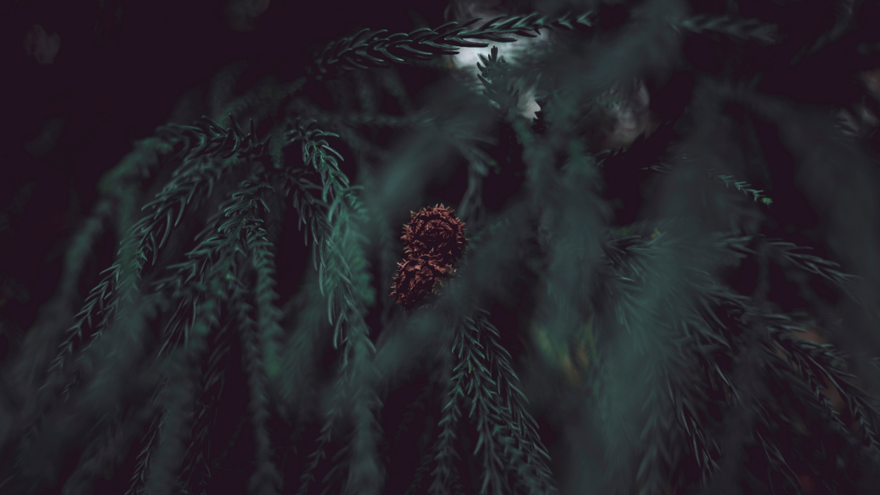 Baum, Schwarz, Gr, Wasser, Atmosphäre. Wallpaper in 1280x720 Resolution