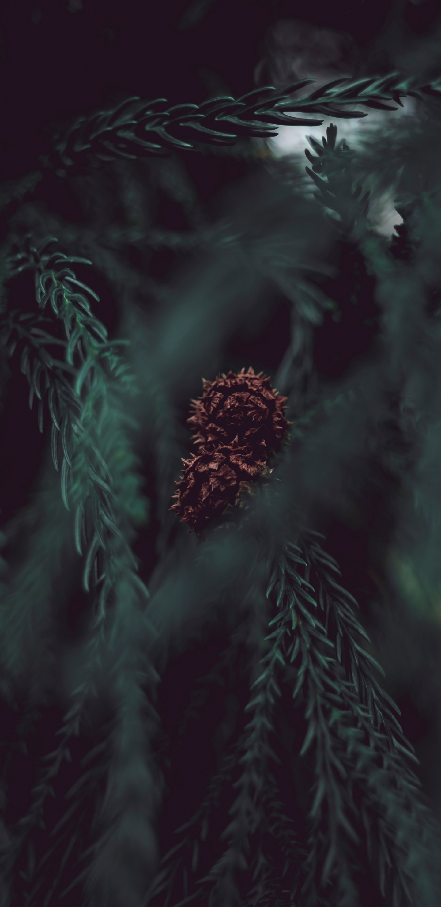 Tree, Black, Darkness, Green, Water. Wallpaper in 1440x2960 Resolution
