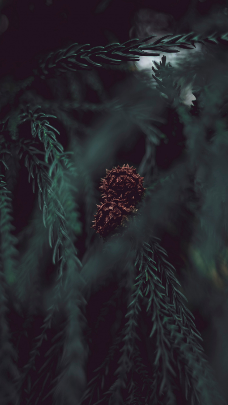 Download 750x1334 Wallpaper Tree, Black, Darkness, Green, Water Tree, Black, Darkness, Green, Water. Wallpaper in 750x1334 Resolution