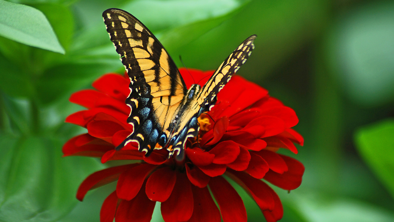 Yellow and Black Butterfly on Red Flower. Wallpaper in 1280x720 Resolution
