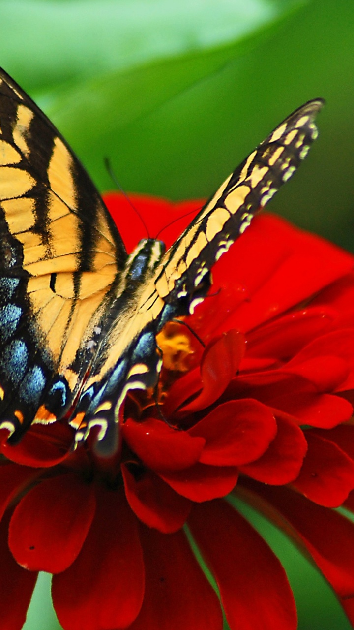 Gelber Und Schwarzer Schmetterling Auf Roter Blume. Wallpaper in 720x1280 Resolution