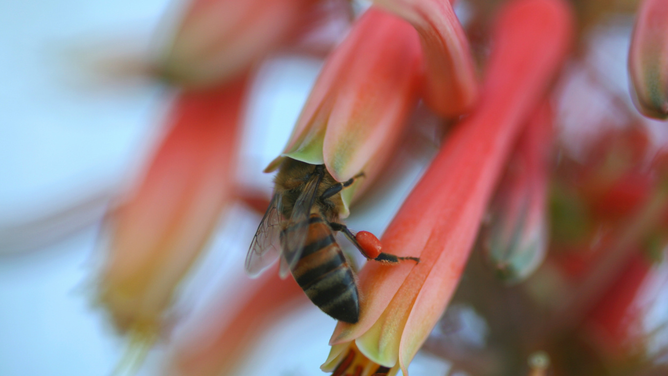 Abeja Posada Sobre Flor Roja y Amarilla en Fotografía de Cerca Durante el Día. Wallpaper in 1366x768 Resolution