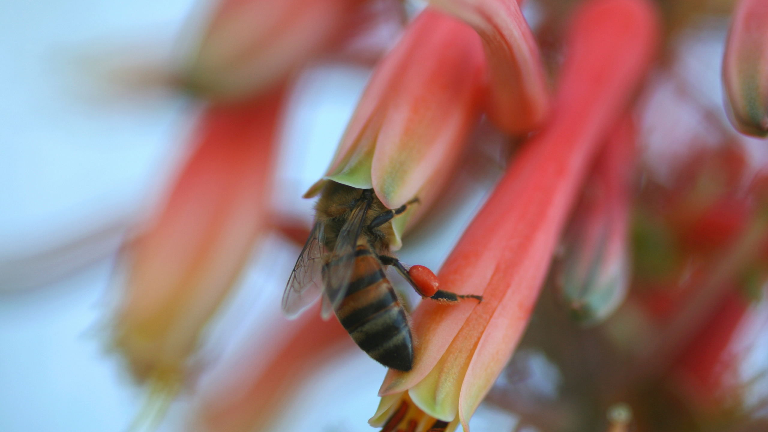 Abeja Posada Sobre Flor Roja y Amarilla en Fotografía de Cerca Durante el Día. Wallpaper in 2560x1440 Resolution