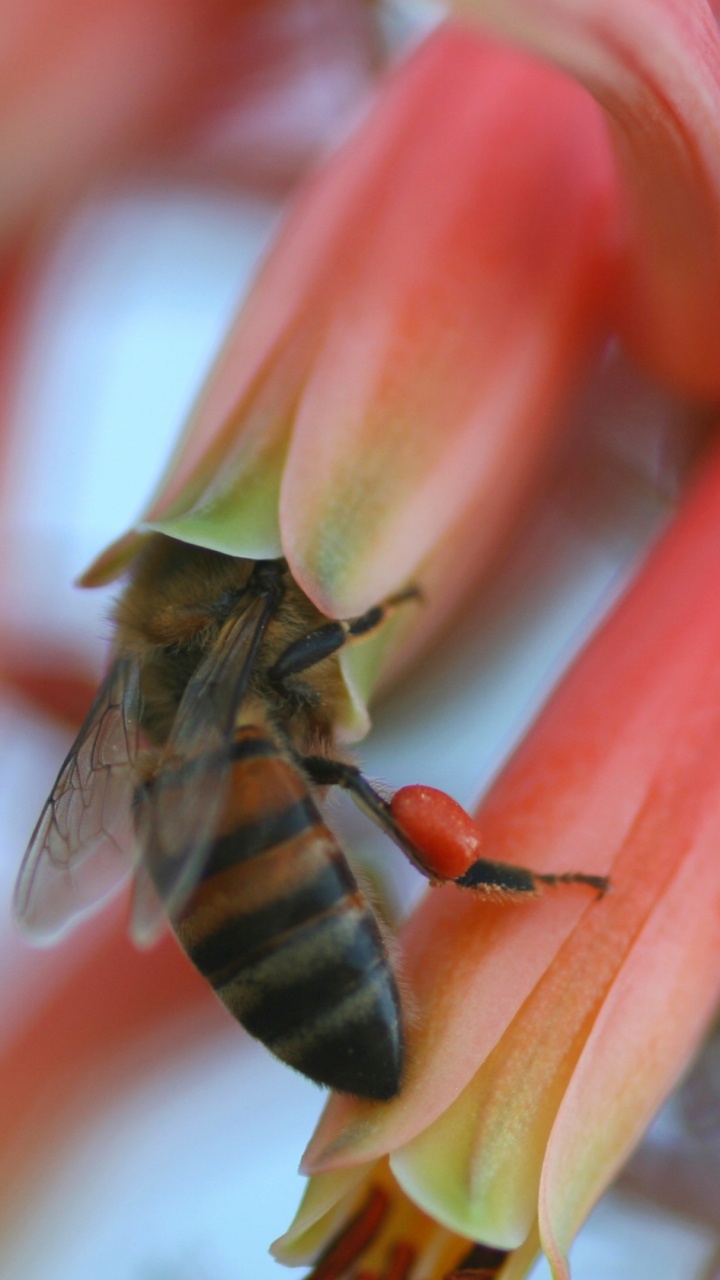 Honeybee Perched on Red and Yellow Flower in Close up Photography During Daytime. Wallpaper in 720x1280 Resolution