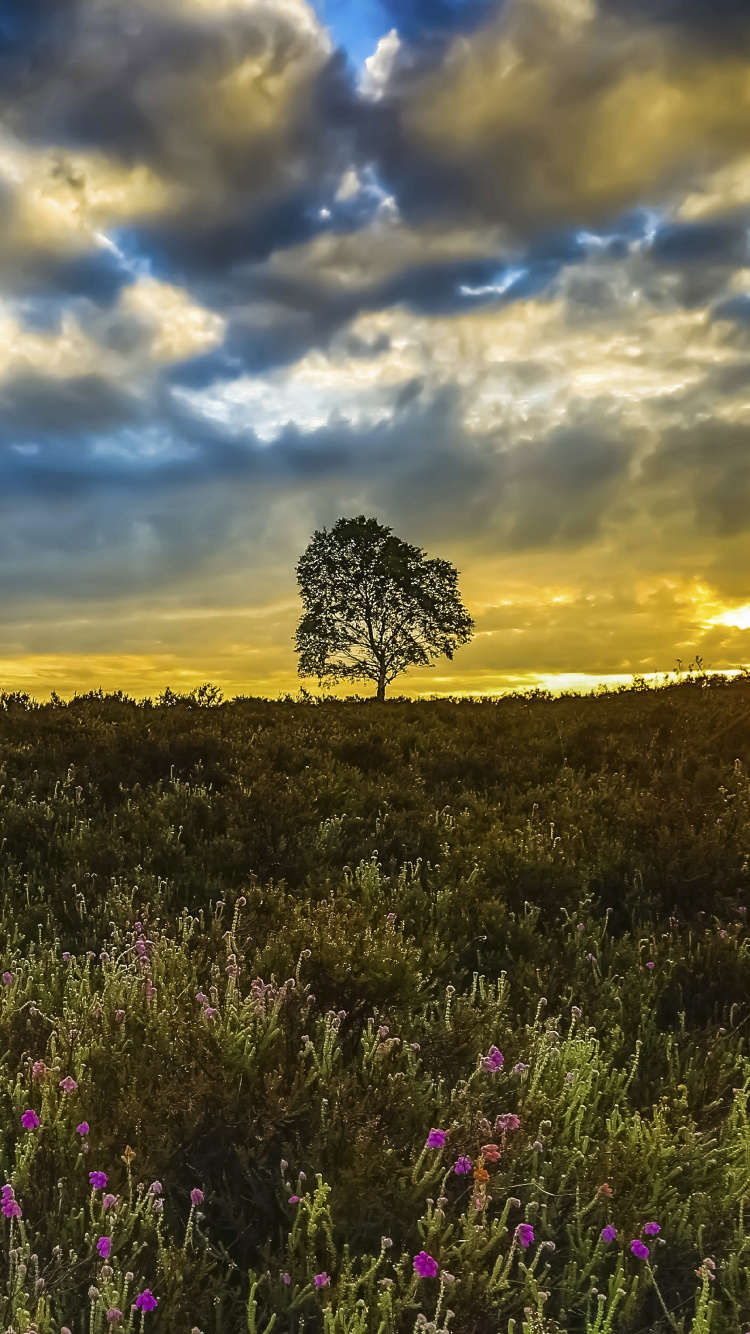 Purple Flower Field Under Blue Sky During Daytime. Wallpaper in 750x1334 Resolution