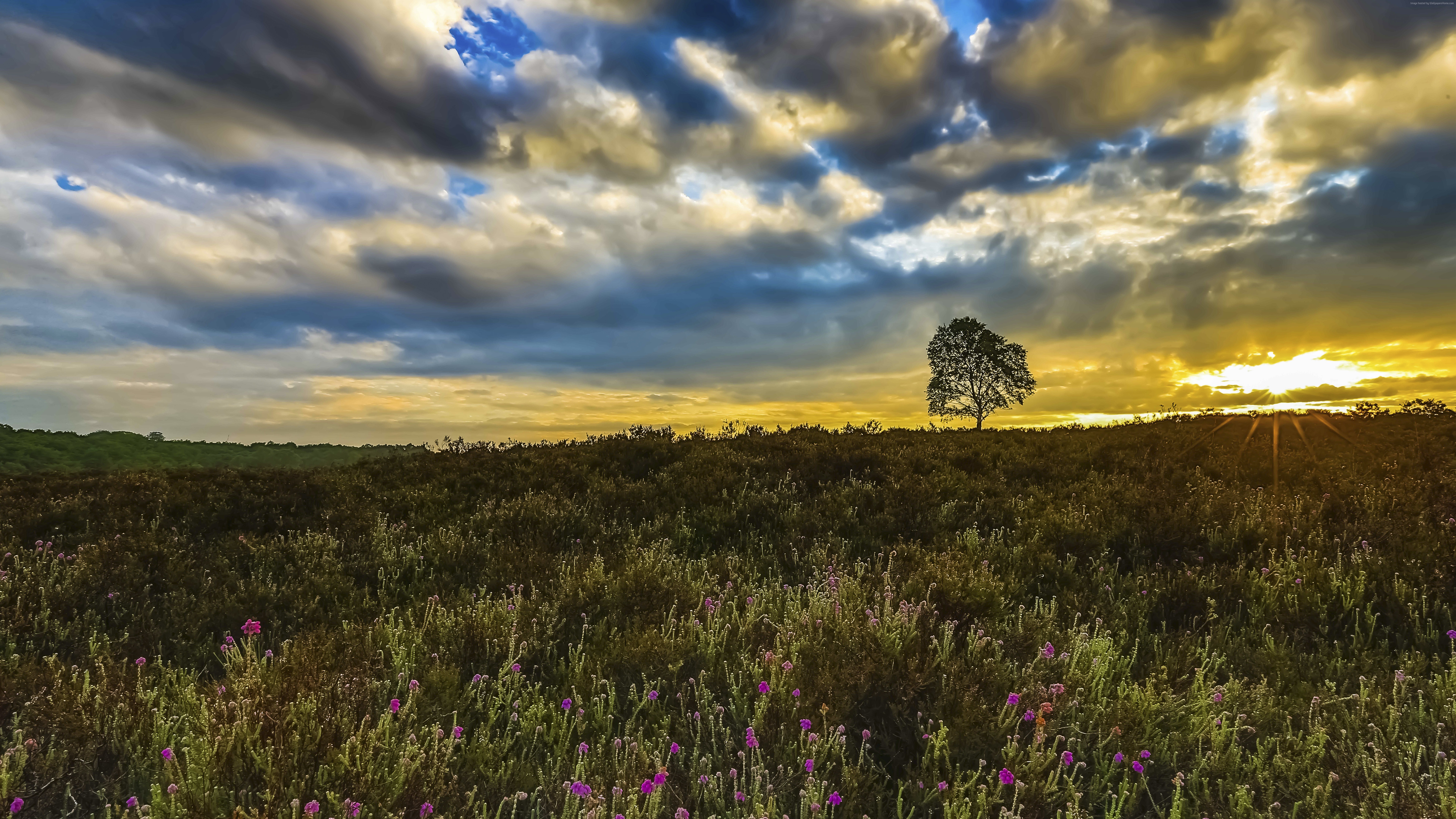 Purple Flower Field Under Blue Sky During Daytime. Wallpaper in 7680x4320 Resolution
