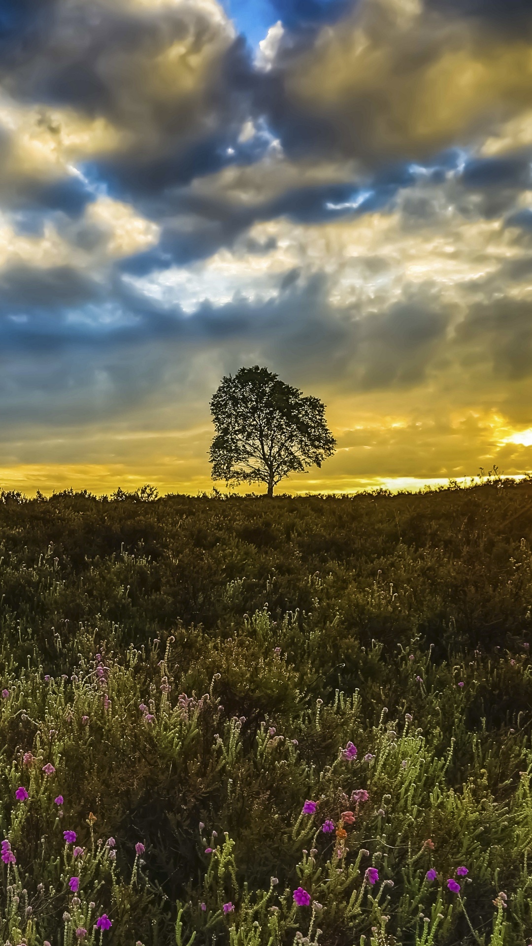 Campo de Flores Moradas Bajo un Cielo Azul Durante el Día. Wallpaper in 1080x1920 Resolution