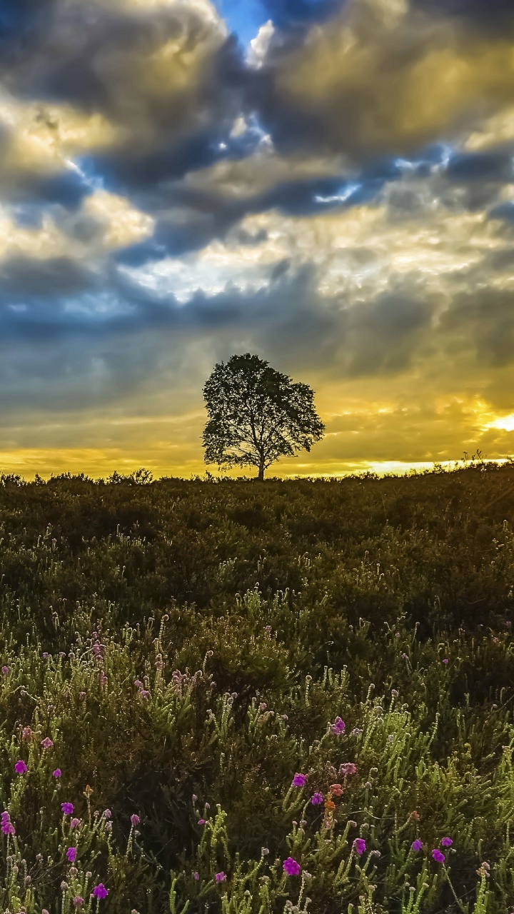 Campo de Flores Moradas Bajo un Cielo Azul Durante el Día. Wallpaper in 720x1280 Resolution