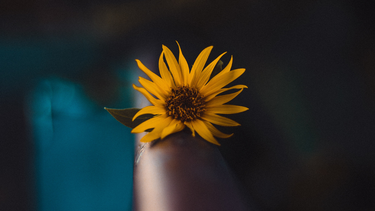 Yellow Dandelion in Close up Photography. Wallpaper in 1280x720 Resolution