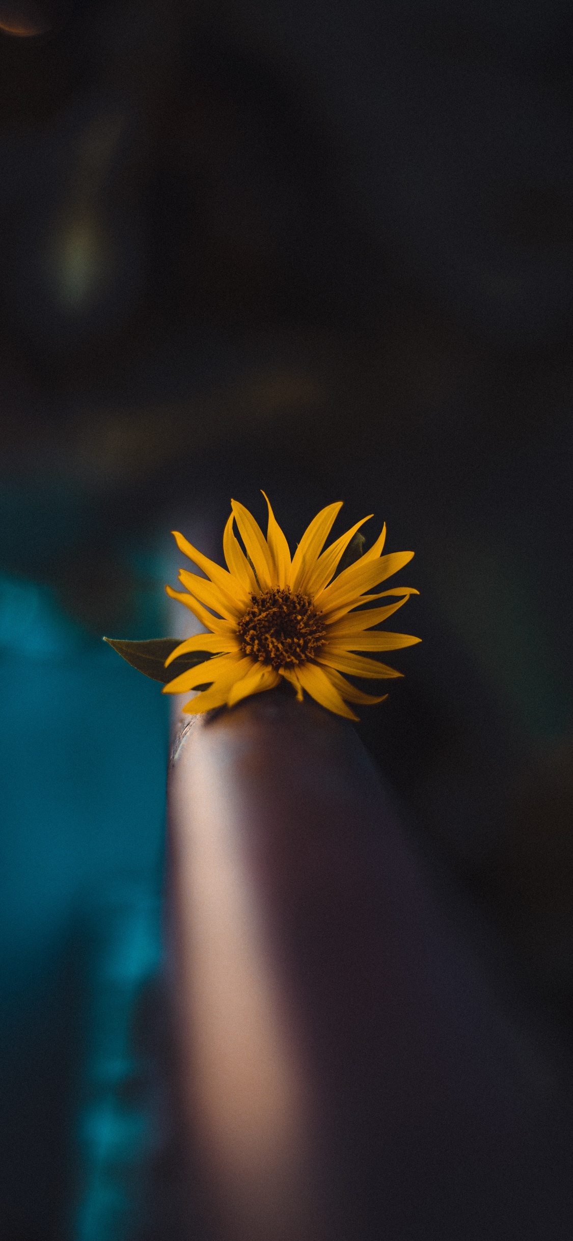 Diente de León Amarillo en Fotografía de Cerca. Wallpaper in 1125x2436 Resolution