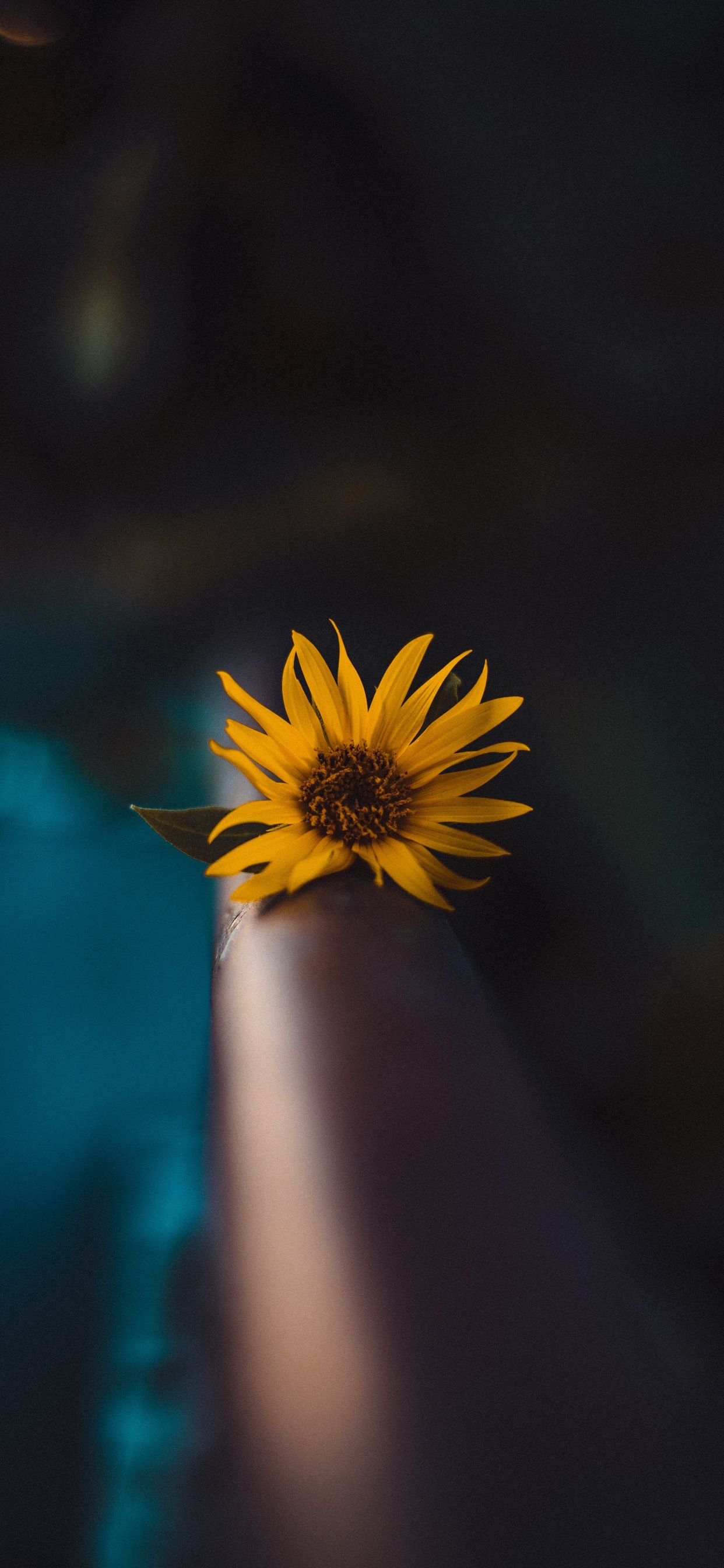 Diente de León Amarillo en Fotografía de Cerca. Wallpaper in 1242x2688 Resolution