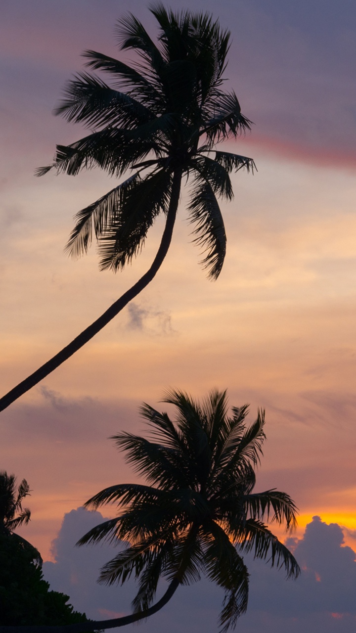 Silhouette Der Palme Bei Sonnenuntergang. Wallpaper in 720x1280 Resolution