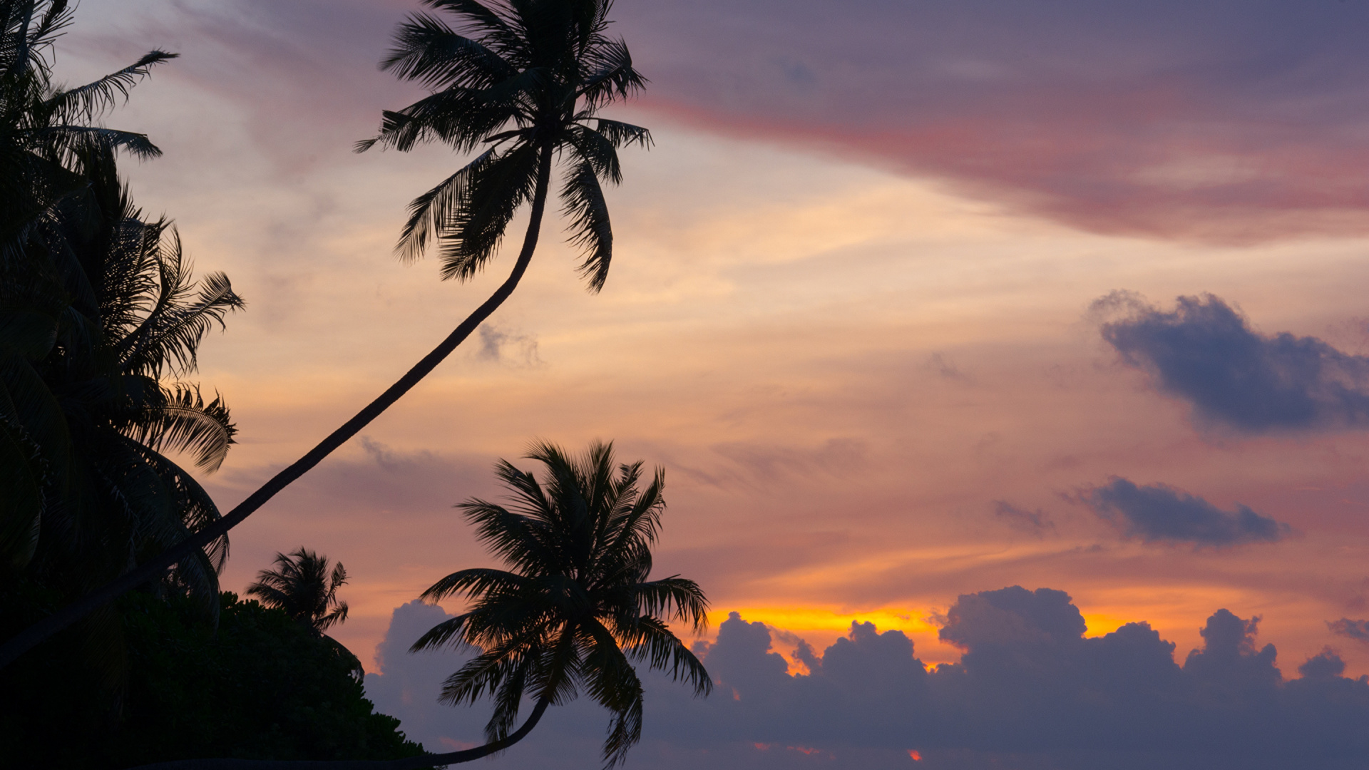 Silhouette of Palm Tree During Sunset. Wallpaper in 1920x1080 Resolution