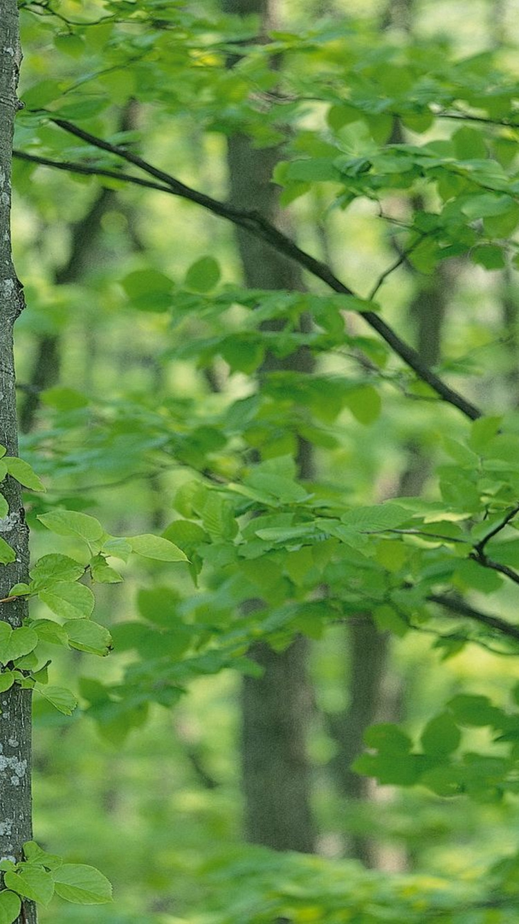 Mousse Verte Sur Tronc D'arbre Gris. Wallpaper in 750x1334 Resolution