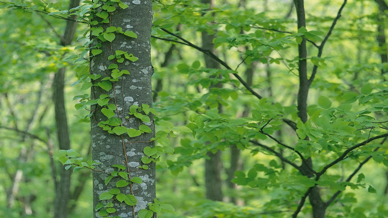 Green Moss on Gray Tree Trunk. Wallpaper in 1280x720 Resolution