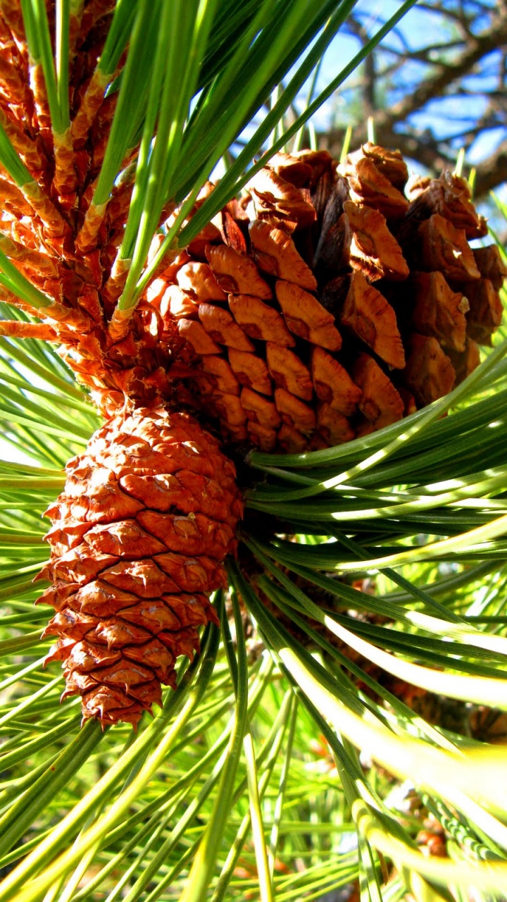 Pomme de Pin Brune Sur L'herbe Verte. Wallpaper in 720x1280 Resolution