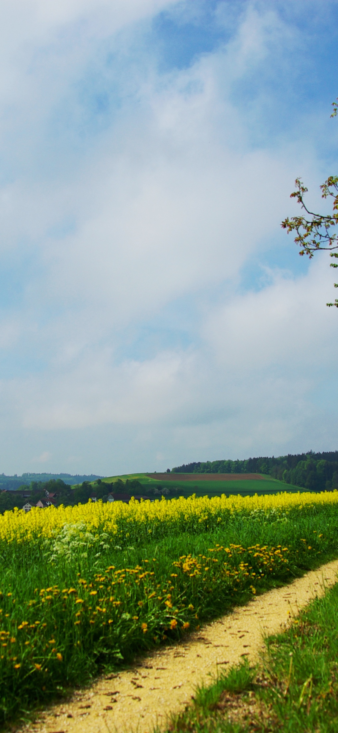 Campo de Hierba Verde y Árboles Verdes Bajo Nubes Blancas y Cielo Azul Durante el Día. Wallpaper in 1125x2436 Resolution