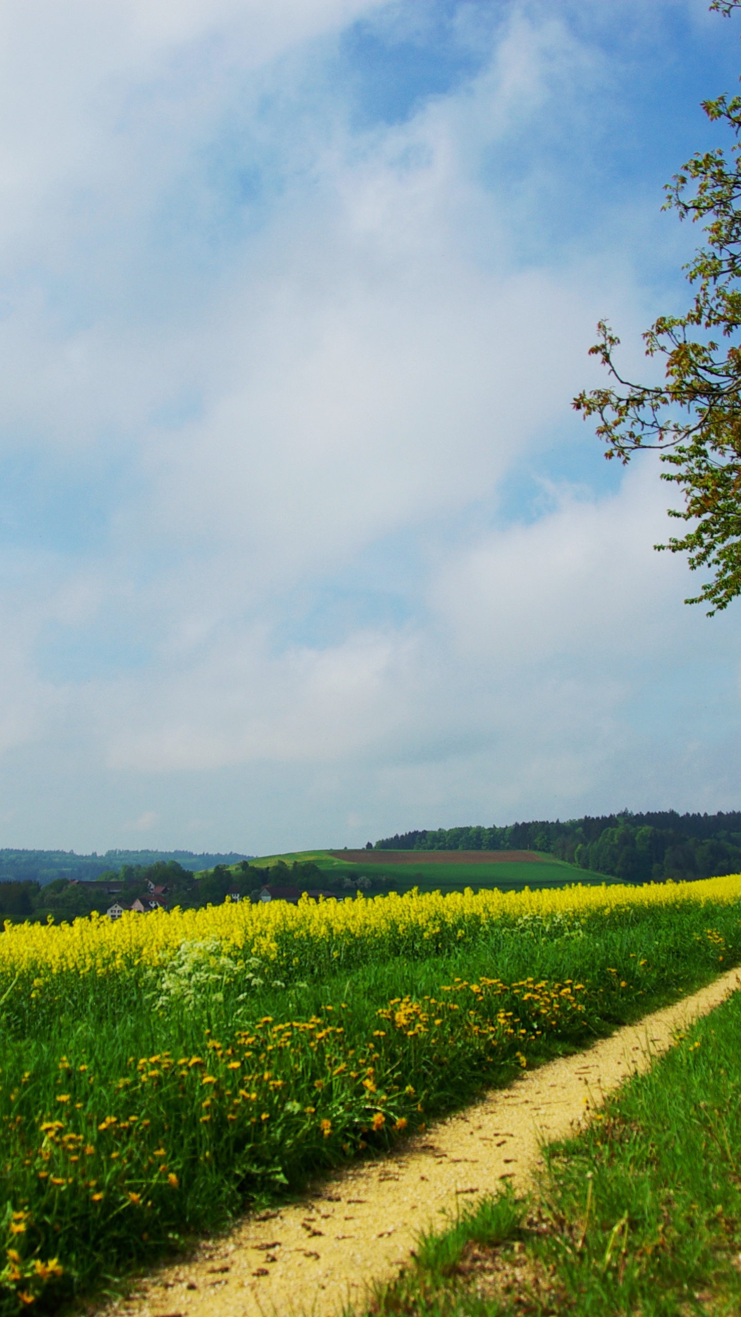 Green Grass Field and Green Trees Under White Clouds and Blue Sky During Daytime. Wallpaper in 1440x2560 Resolution