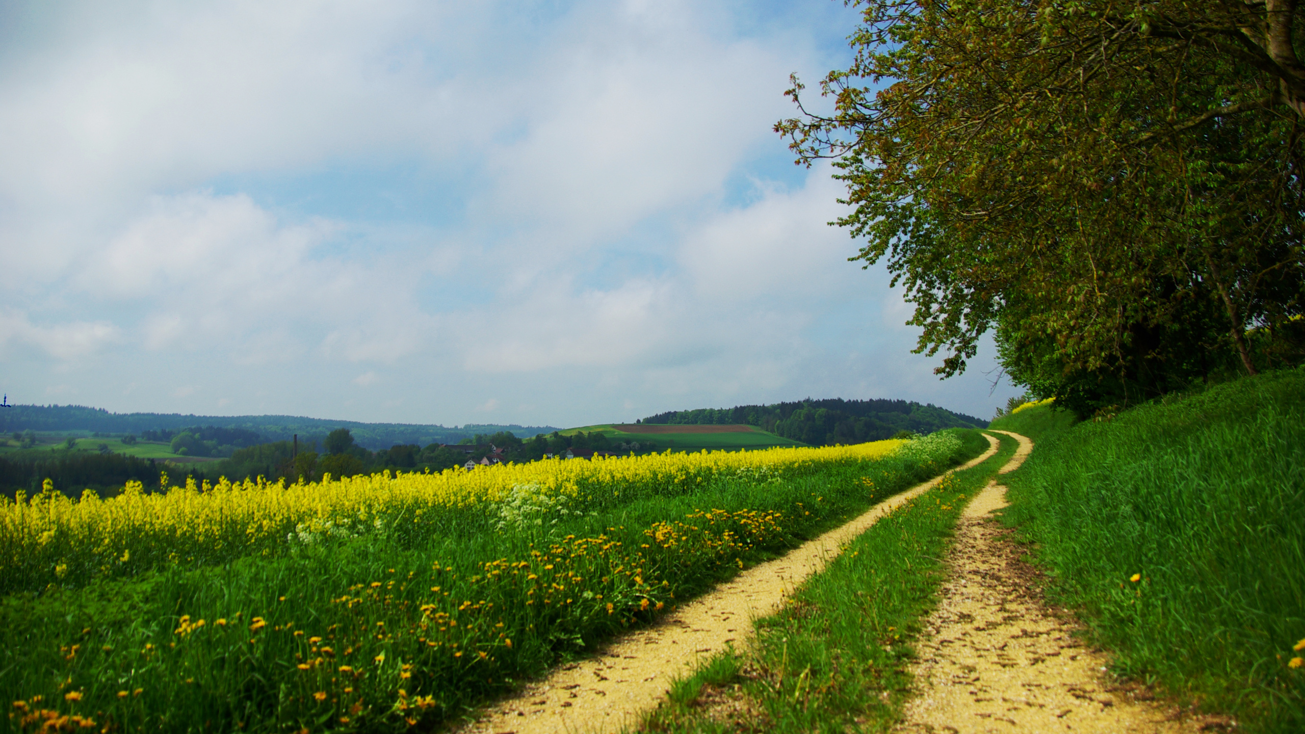 Green Grass Field and Green Trees Under White Clouds and Blue Sky During Daytime. Wallpaper in 2560x1440 Resolution