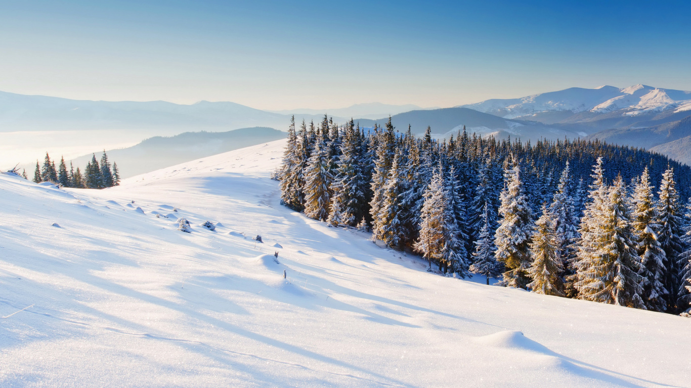 Green Pine Trees on Snow Covered Ground During Daytime. Wallpaper in 1366x768 Resolution