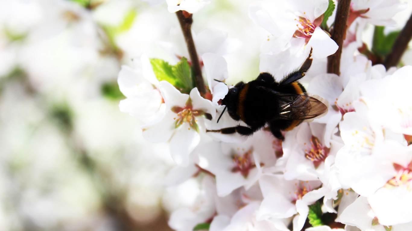 Abeille Noire et Jaune Sur Fleur Blanche. Wallpaper in 1366x768 Resolution