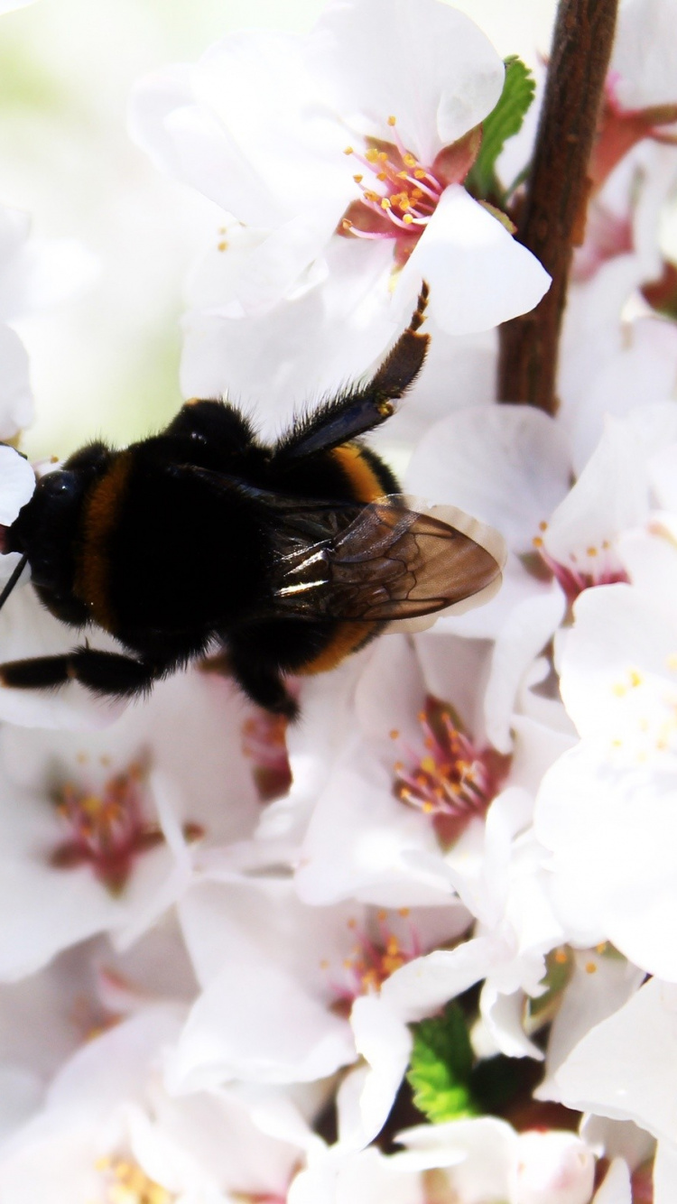 Abeja Negra y Amarilla en Flor Blanca. Wallpaper in 750x1334 Resolution