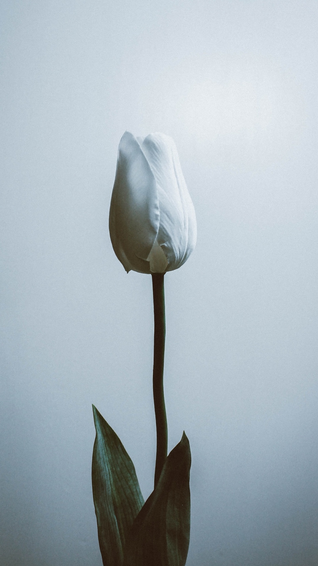 Pétale, Gris, Eau, la Floraison de la Plante, Roses. Wallpaper in 1080x1920 Resolution