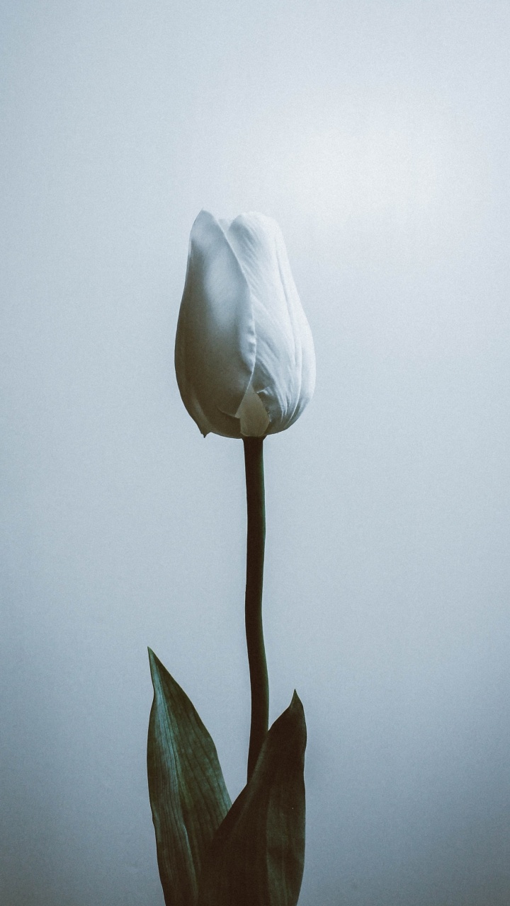 Pétale, Gris, Eau, la Floraison de la Plante, Roses. Wallpaper in 720x1280 Resolution